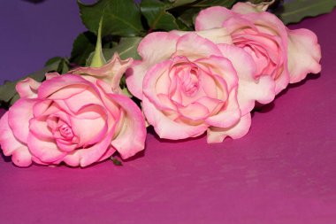 Güzel yumuşak güller, yakın manzara