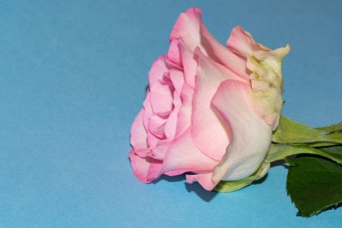 Güzel pembe gül çiçeğinin yakın çekimi