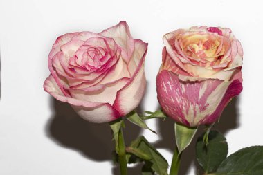 Beyaz arka planda güzel güller