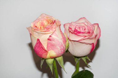 Beyaz arka planda güzel güller