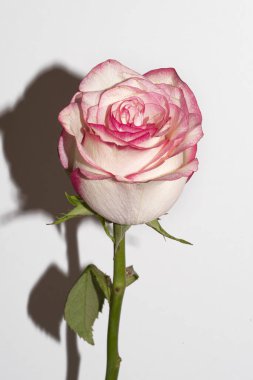 Pembe ve beyaz gül, yakın görünüm