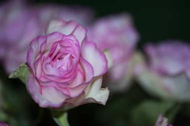 Güzel pembe gül çiçeğinin yakın çekimi