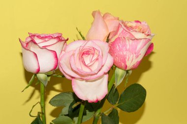 Sarı arka planda güzel güller