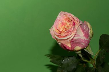 Yeşil arka planda güzel tek gül