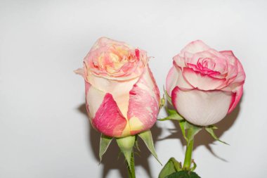 Beyaz arka planda güzel güller