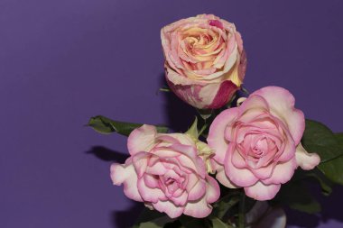 Mor arka planda güzel, yumuşak güller, yakın görünüm