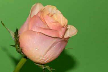 Yeşil arka planda güzel tek gül