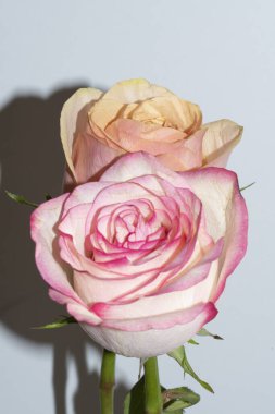 Beyaz arka planda güzel güller