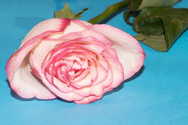 Pembe ve beyaz gül, yakın görünüm