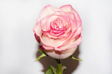 Güzel tek gül, yakın görünüm