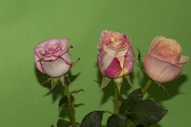 yeşil zemin üzerine güzel güller