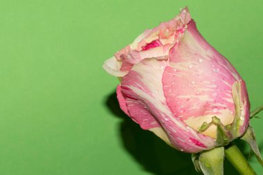 Yeşil arka planda güzel tek gül