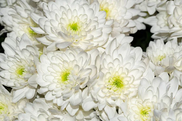 Zbliżenie Zdjęcie Kolorowe Kwiaty Chryzantemy Kwitnące Piękne Jesienne Rośliny — Zdjęcie stockowe