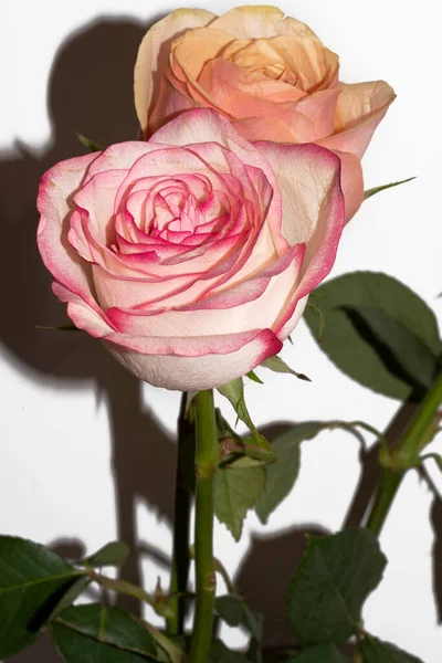 Hermosas Rosas Sobre Fondo Blanco —  Fotos de Stock