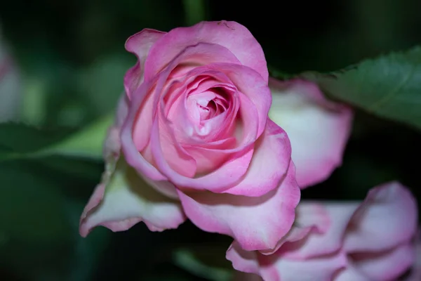 美しいピンクのバラの花のクローズアップ — ストック写真