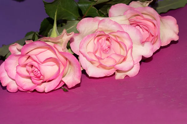 Güzel yumuşak güller, yakın manzara