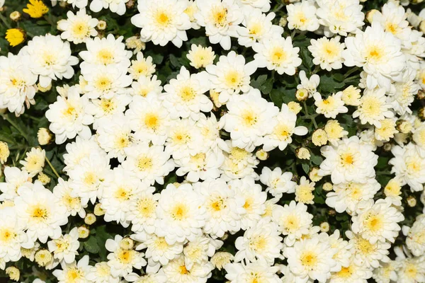 Flores Outonais Coloridas Tiro Close — Fotografia de Stock