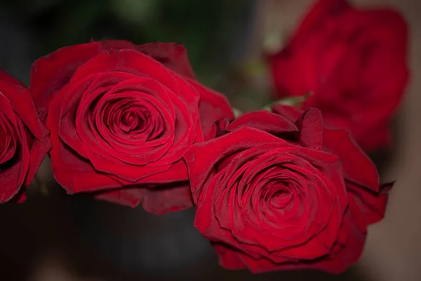 Fechar Belas Rosas Vermelhas — Fotografia de Stock