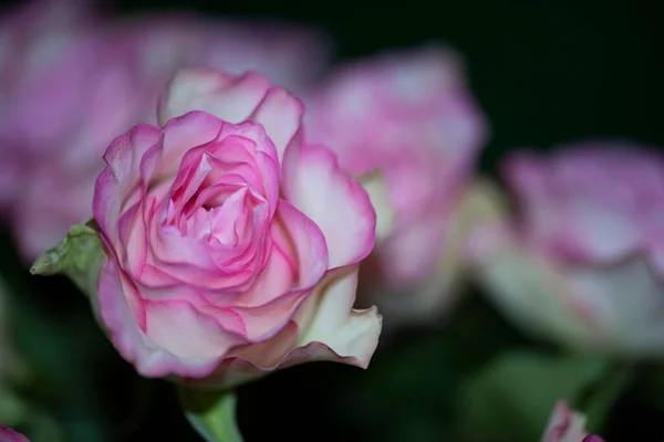 Close Beautiful Pink Rose Flower — Stock Photo, Image