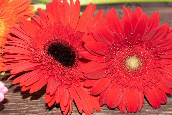 Λουλούδια Gerbera Φόντο Ξύλινη — Φωτογραφία Αρχείου