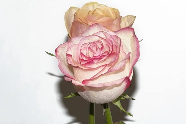 Belles Roses Sur Fond Blanc — Photo