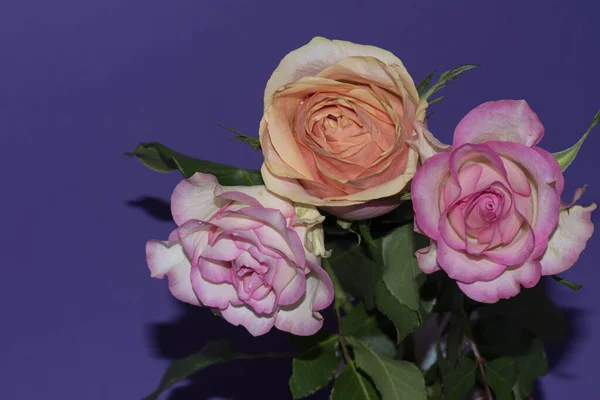 Beautiful Tender Roses Purple Background Close View — Stock Photo, Image