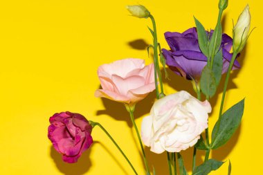 Sarı arka planda taze Eustoma çiçeklerini kapatın.