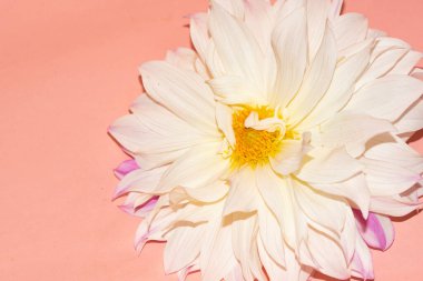 Pembe arka planda beyaz çiçeğin yakın plan görüntüsü