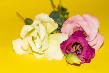 Sarı arka planda taze Eustoma çiçeklerini kapatın.