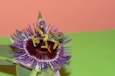 Renkli arka planda çiçek açan sonbahar çiçeğinin yakın plan görüntüsü