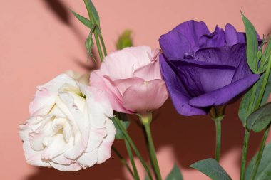 Pembe arka planda taze Eustoma çiçeklerini kapatın.