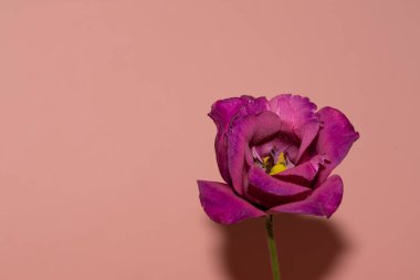 Pembe arka plandaki taze Eustoma çiçeğini kapat.