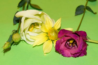 Yeşil arka plandaki taze çiçekleri kapat