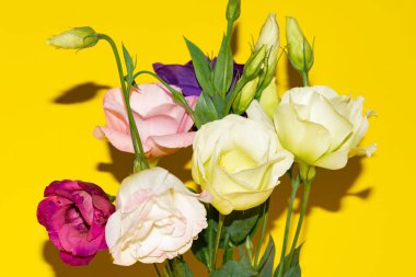 Sarı arka planda taze Eustoma çiçeklerini kapatın.