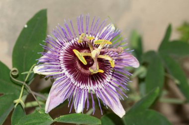 Güzel çiçek bahçede çiçek açan yakın çekim