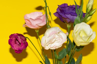 Sarı arka planda taze Eustoma çiçeklerini kapatın.