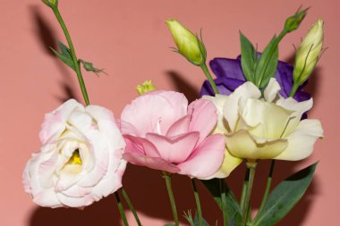 Pembe arka planda taze Eustoma çiçeklerini kapatın.
