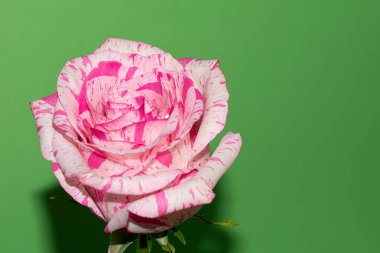 Yeşil arka planda yaprakları olan güzel pembe gül çiçeği.