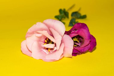 Sarı arka planda taze Eustoma çiçeklerini kapatın.