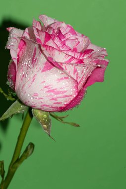 Yeşil arka planda yaprakları olan güzel pembe gül çiçeği.