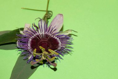 Taze renkli çiçeğin yakın plan çekimi.