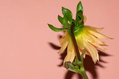 Pembe arka planda güzel parlak çiçek