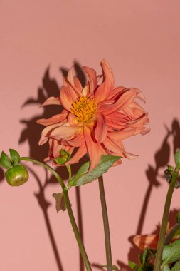 Pembe bir arka plan üzerinde güzel çiçek