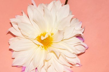 Pembe arka planda beyaz çiçeğin yakın plan görüntüsü