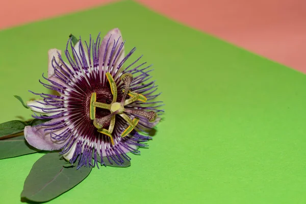 Крупним Планом Квітуча Квітка Барвистому Фоні — стокове фото