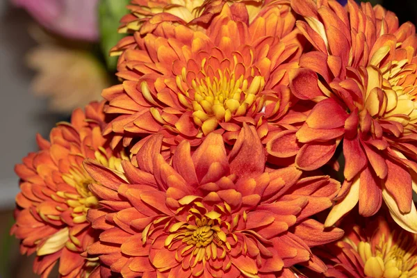 色とりどりの菊の花のクローズアップショット 美しい秋の植物 — ストック写真