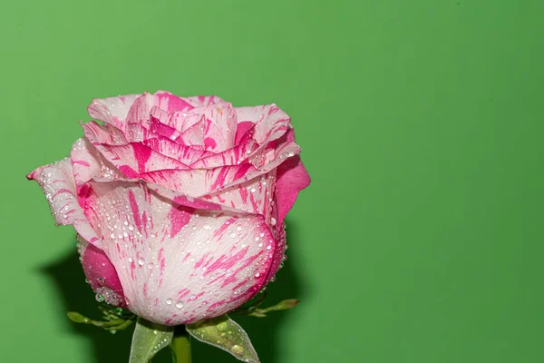 Yeşil Arka Planda Yaprakları Olan Güzel Pembe Gül Çiçeği — Stok fotoğraf