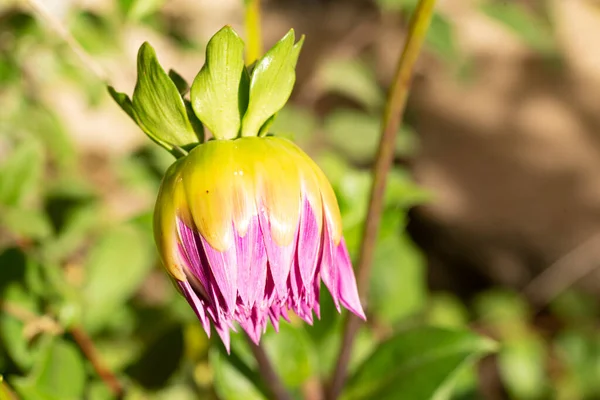 Closeup Shot Colorful Blossoming Chrysanthemum Flower Beauty Autumnal Plant — Stock Photo, Image