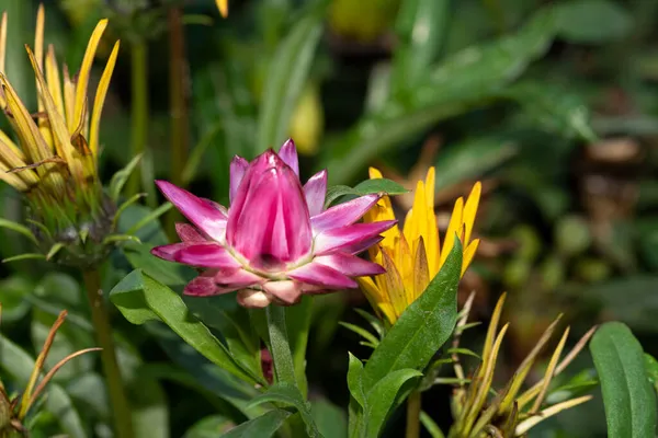 Flores Outonais Coloridas Tiro Close — Fotografia de Stock