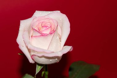 Kırmızı arkaplan üzerinde taze renkli gül yakın plan 